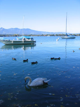 swan.jpg