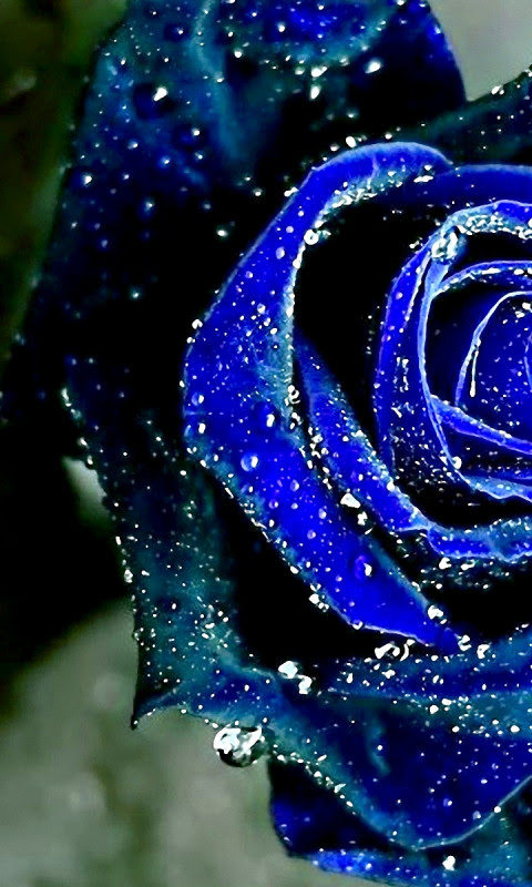 Rosa Bild: Full Hd Blue Rose Hd Wallpaper For Mobile