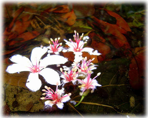 無限台南/油桐花
