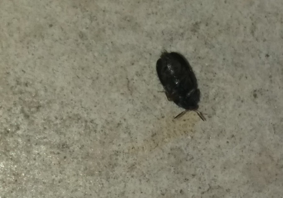 Tiny Black Bugs In Florida Kitchen Getting Rid Of Tiny
