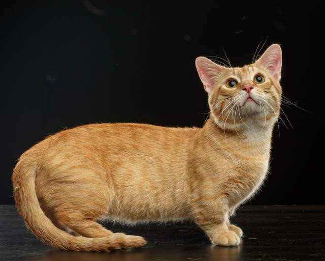 munchkin cat traits - munchkin chat prix