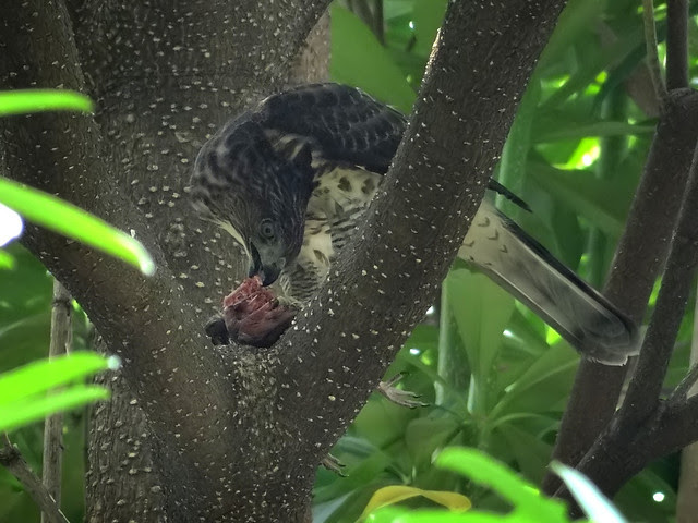 鳳頭蒼鷹/無限台南