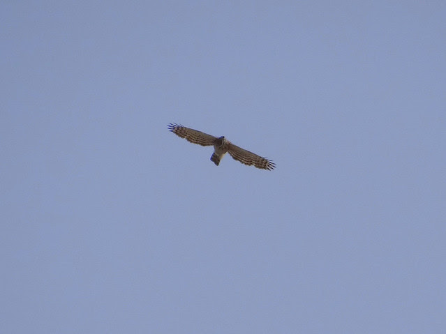 鳳頭蒼鷹/無限台南