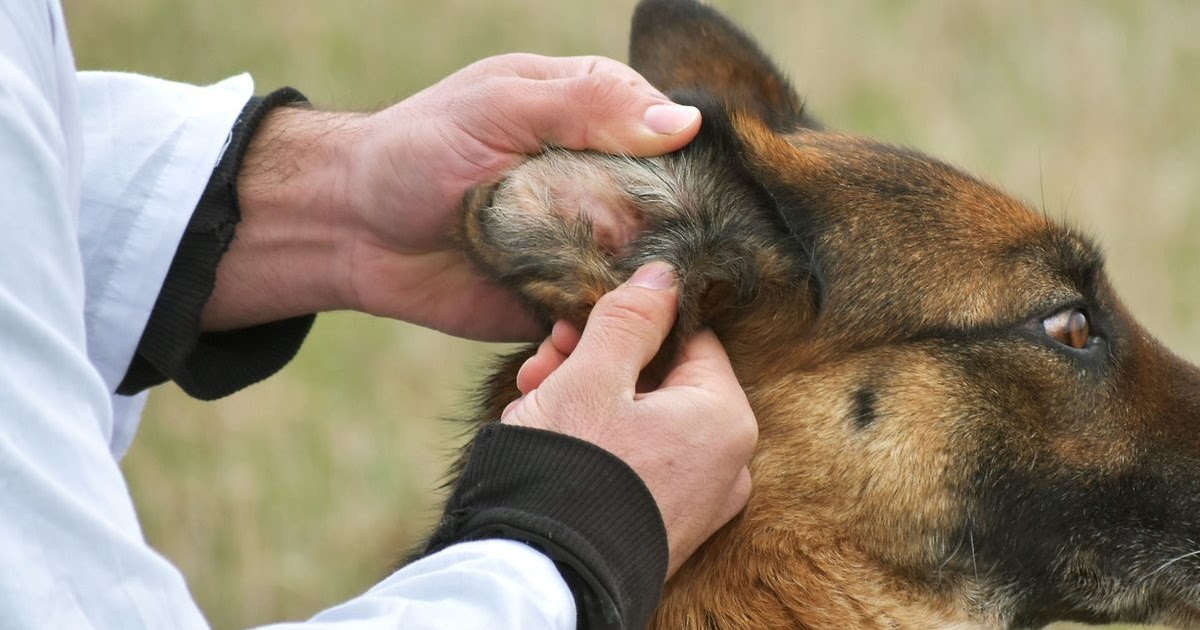 Veterinary Practice Will Benadryl Help My Dogs Ear Infection