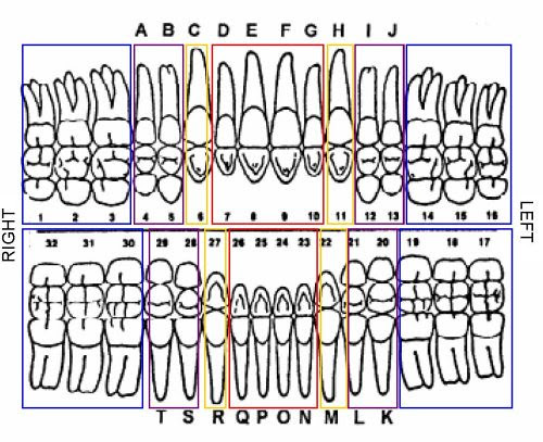 human-teeth-dental-chart