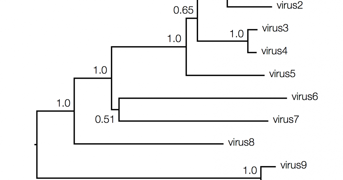 Phylogenetic Tree Worksheet - worksheet