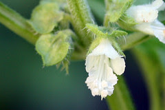 basil flower