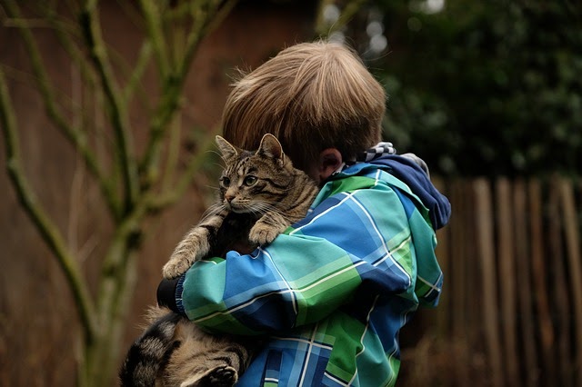 Fsa Katze Behandlung