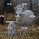 Economie. Photos. À la découverte des vertues de la laine de Moselle-Sud à Réchicourt-Le-Château