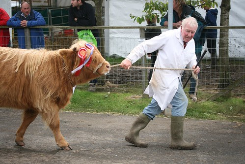 Cattle Parade