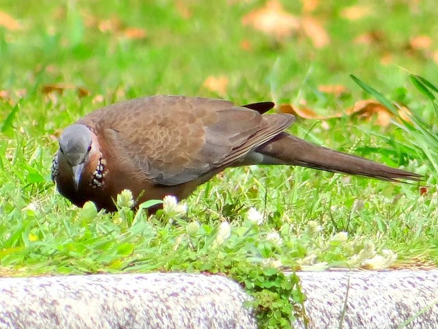 環頸斑鳩/無限台南