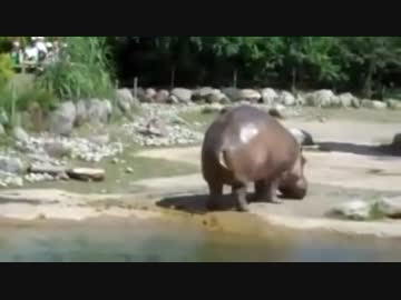 ユニーク動物 お なら 最高の動物画像