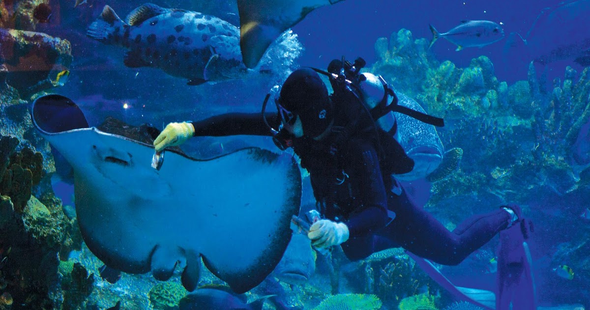 Aquarium Shop Kuala Lumpur / 10 Best Things to Do in Kuala Lumpur