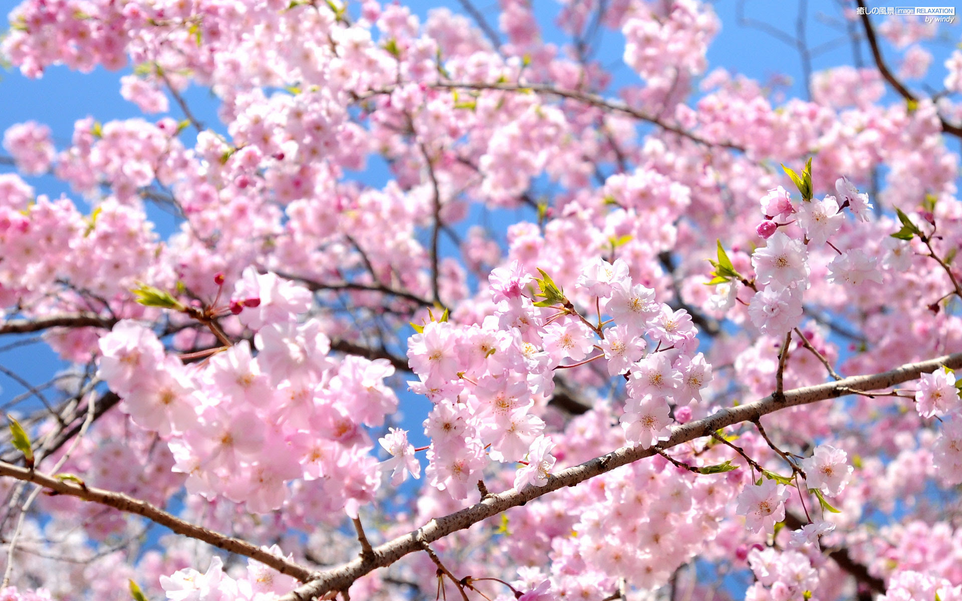 上桜 壁紙 高 画質 最高の花の画像