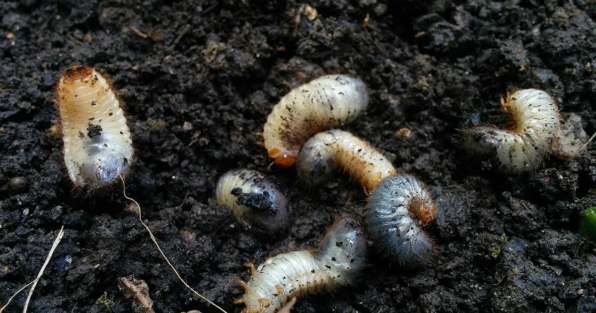Dicke Weisse Raupen Im Blumenkasten