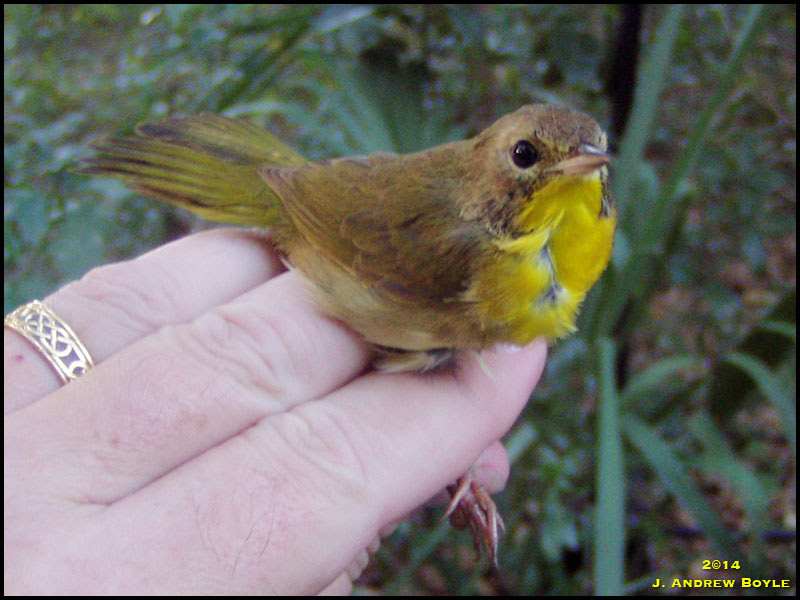 Common Yellowthroat Common Yellowthroat