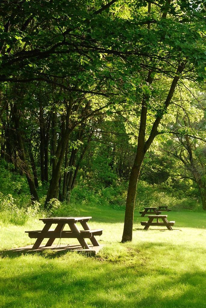 Picnic tables in a light grassy patch.