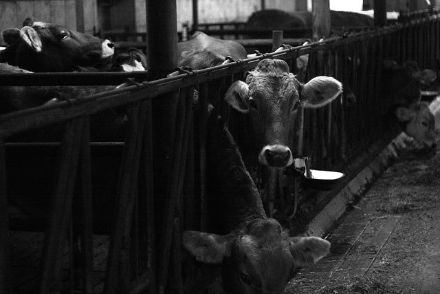 cow
