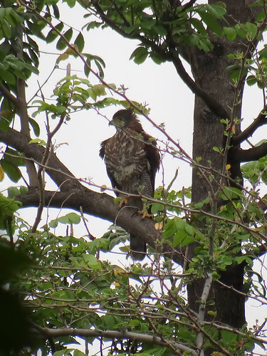 鳳頭蒼鷹/無限台南
