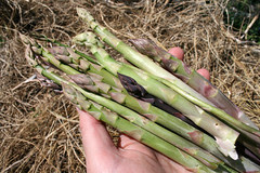 asparagus 094