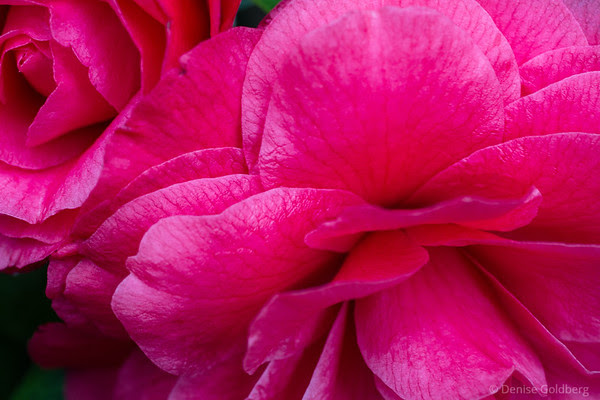 curved and layered, the petals of a camellia
