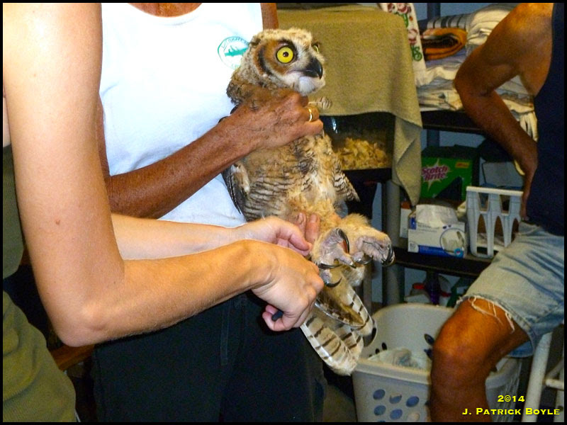 Great-horned Owl Great-horned Owl