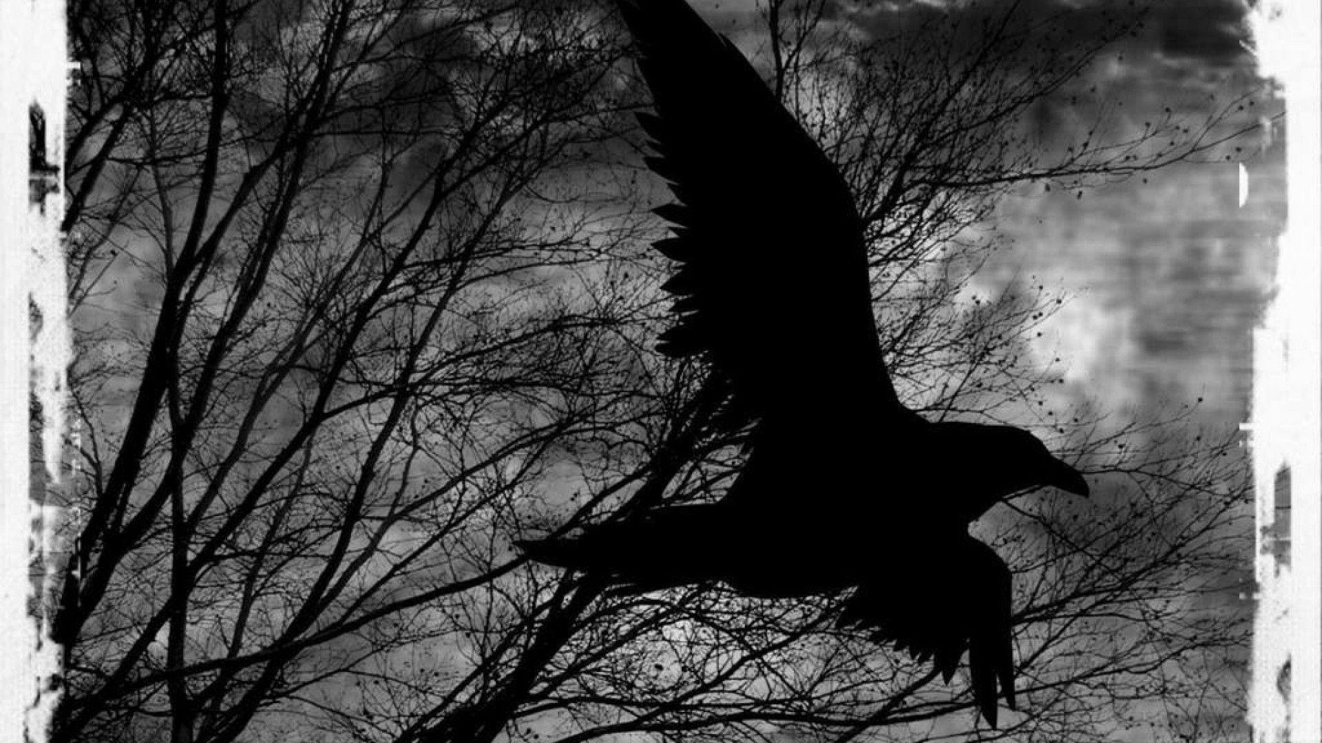 Black Raven Wallpaper Desembaralhe