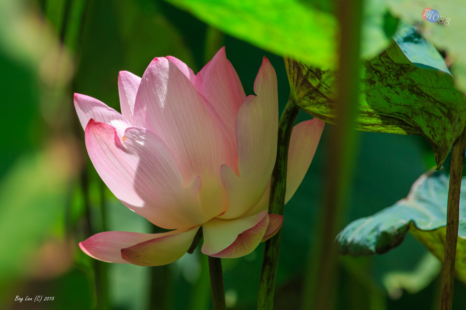 WATER_BING2754_LR