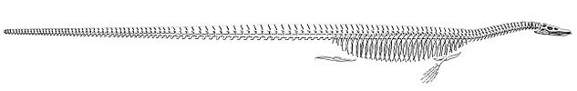 640px-Cope_Elasmosaurus 640px-Cope_Elasmosaurus