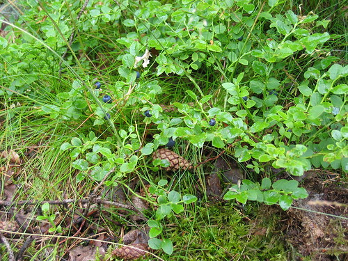 Wild blueberries