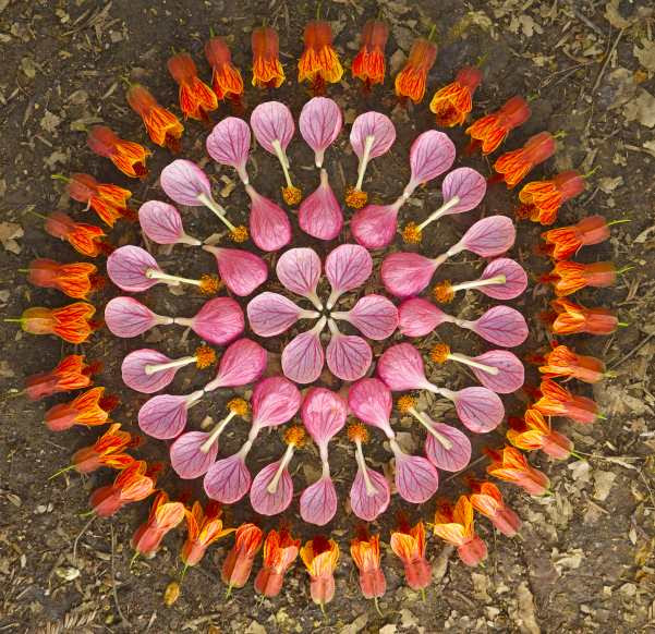 Flower Mandalas by Kathy Klein Flower Mandalas by Kathy Klein plants land art flowers