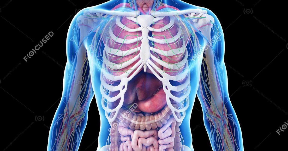 Male Internal Organs Of Human Body / Realistic Human Body Model Showing