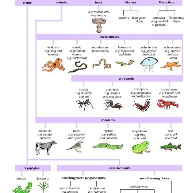Biological Classification Worksheet Five Kingdom System Answer Key