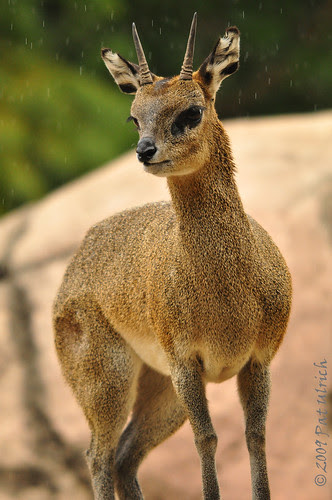 Klipspringer in the rain