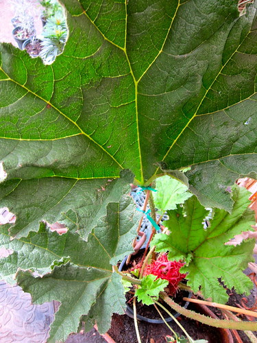 Gunnera chilensis