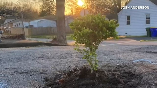 Man plants tree in deep pothole to motivate city to fix it | WEYI