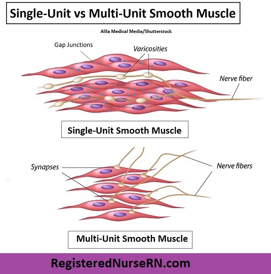 smooth-muscle-diagram-simple-histology-slides-database-smooth-muscle