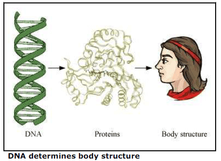 CBSE NCERT Class X (10th) | Science, NCERT Solutions for Class 10th Science: Chapter 8 How do Organisms Reproduce, NCERT CBSE Solved Question Answers, KEY NOTES, NCERT Revision Notes, Free NCERT Solutions Online CBSE NCERT Class X (10th) | Science, NCERT Solutions for Class 10th Science: Chapter 8 How do Organisms Reproduce, NCERT CBSE Solved Question Answers, KEY NOTES, NCERT Revision Notes, Free NCERT Solutions Online