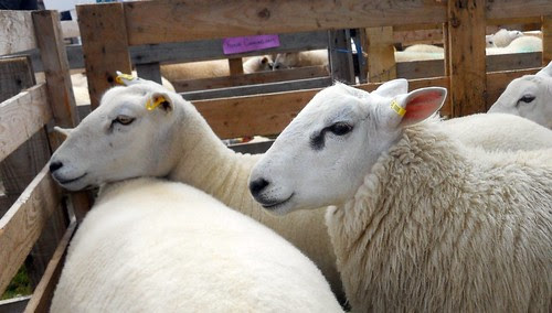 Ewe and lamb