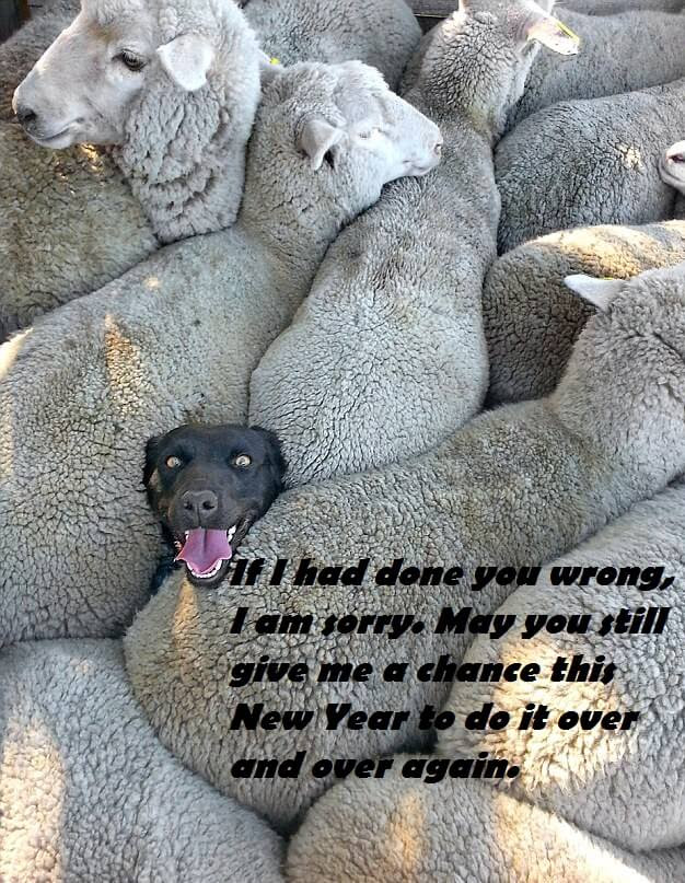 Funny Dog Happy New Year Pictures