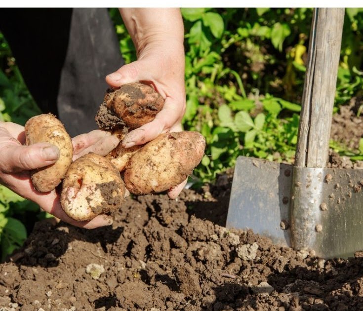 Can I Grow Potatoes From Potatoes Bought In The Store