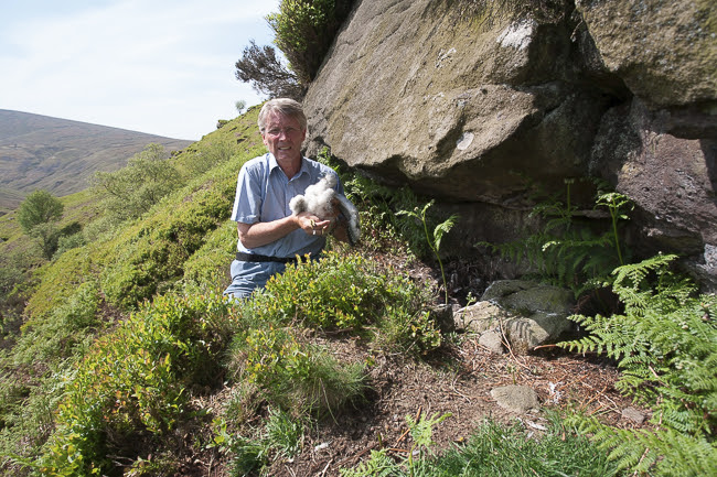 Terry ringing peregrine chicks Forest of Bowland