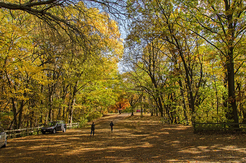 Running Through the Dappled Light