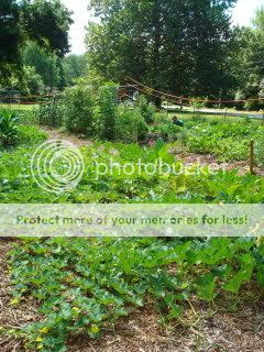 My Sweet Potatoes: SFG (AKA Square Foot Gardening)