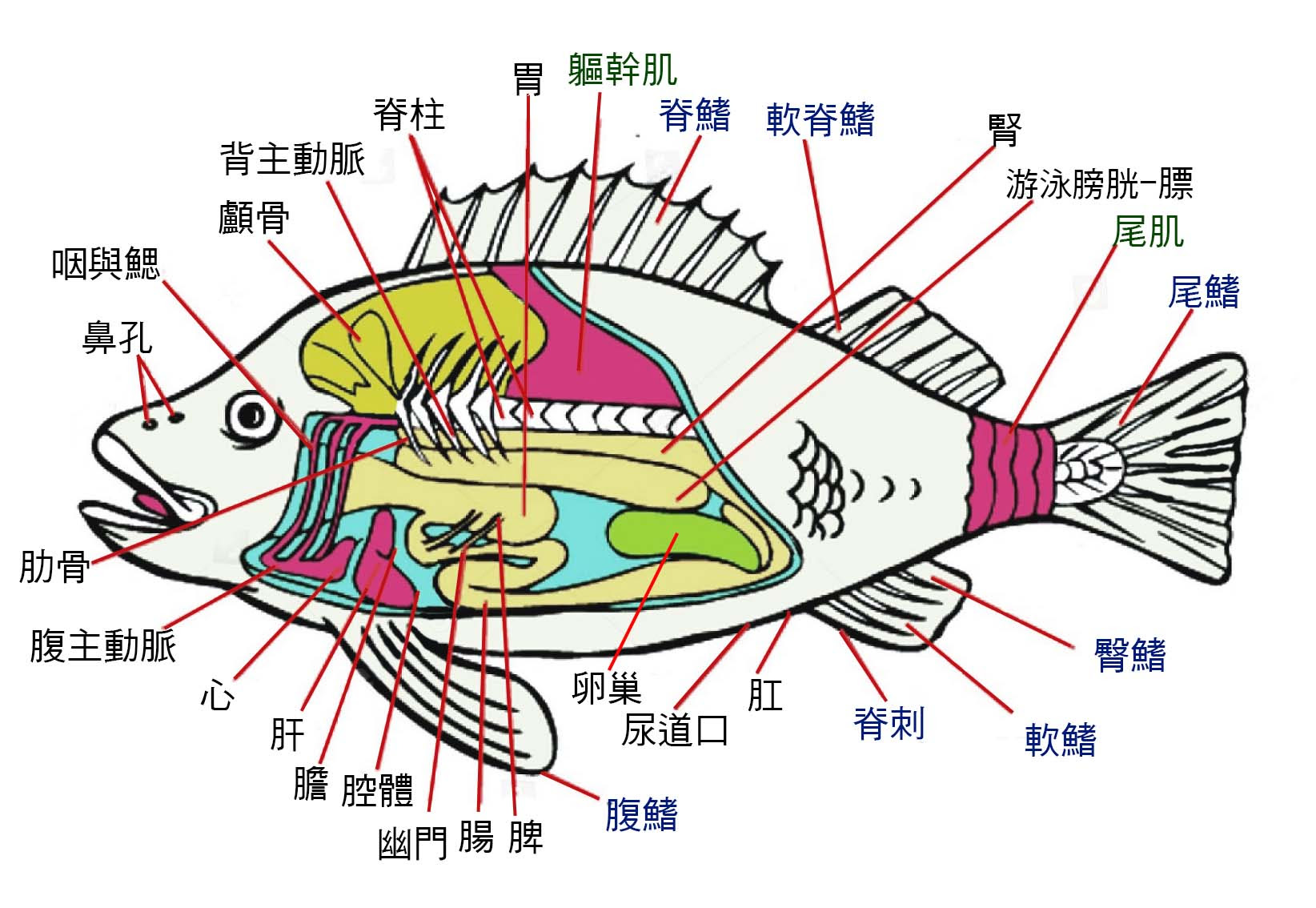 魚の エラ の 構造