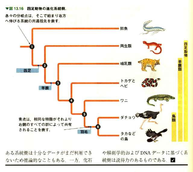 真正後生動物