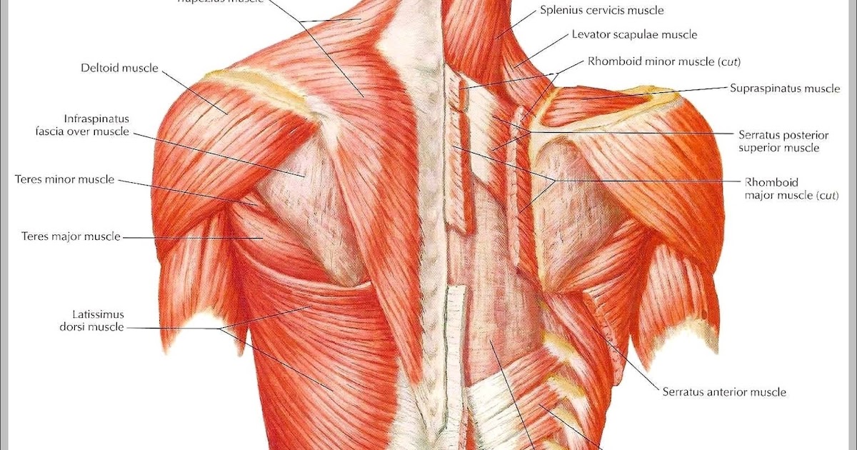 Splenius muscle