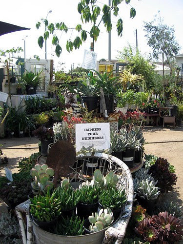 Cool succulents and kalanchoe