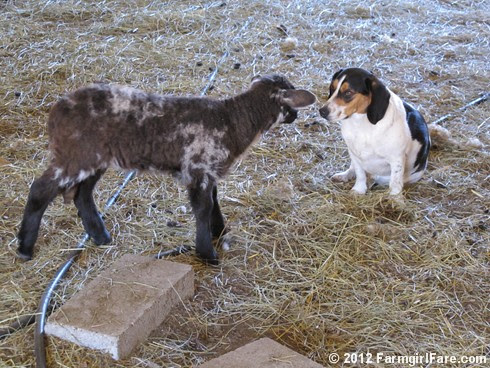 Bert gets a lamb kiss 2 - FarmgirlFare.com
