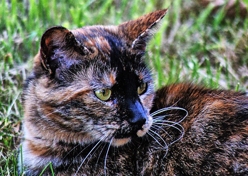 Georgia The Tortie Cat